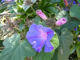 The leaves in the center are from a white flowering version that has green seed pods. Blue Morning Glory Weedbusters