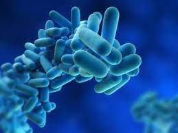 Legionella acquired its name after an outbreak in the us in 1976. Detecting And Identifying Legionella Pneumophila