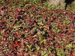 Dieser bodendecker hat eine wuchshöhe von 20cm. Teppichhartriegel Cornus Canadensis