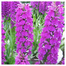 Image result for Orestias foliosa