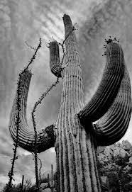 Sonoran Desert Arizona Black And White Landscape Black And White Tree White Photography