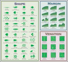 File Leaf Morphology No Title Png Wikipedia