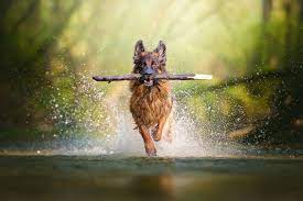 My Most Popular Pics Since I Started Dog Photography Dog Photography German Shepherd Dogs Shepherd Dog