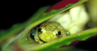Cute But Don T Touch Poison Dart Frogs Of Costa Rica 1 Poison Dart Frogs Frog Dart Frog