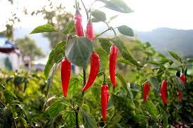 Did you know that in the old west, herbalists would use cayenne pepper to save people from gunshot wounds? Chili Peppers Cayenne Capsicum Annuum Cayenne Growing Planting Caring