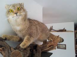 Pin By Ilka Mourao On Taxidermy Bad Taxidermy Taxidermy Cat Memes