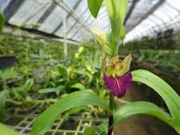 Image result for Brachycorythis buchananii