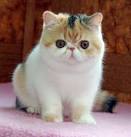 Exotic Shorthair Persian Kittens - Exotic Kittens