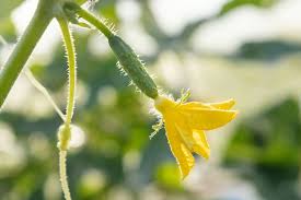 Image result for female flowers cucumber