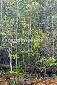 Image result for Guettarda