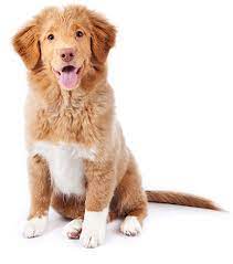 American Kennel Club