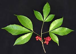 Image result for Allophylus