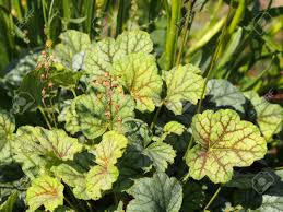 Coral Bells Alumroot Heuchera Green Spice Stock Photo Picture And Royalty Free Image Image 72442285 Much more color contrast and more vigorous than heuchera 'beauty color'. coral bells alumroot heuchera green spice