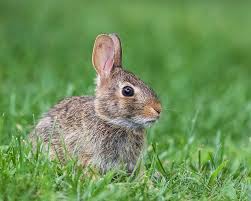 Image result for Hylebates