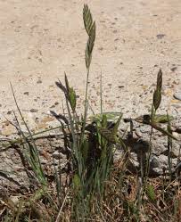 Image result for Bromus catharticus