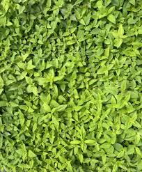 Image result for Monadenium herbaceum