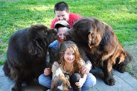 Do Newfoundlands Make Good Family Dogs My Brown Newfies
