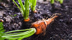 In some climates, were the ground does not freeze solid and the temperature stays above freezing (32 degrees), carrots can be grown and harvested in the winter months. How To Grow Carrots Tips On Planting And Caring Pro Mix Gardening
