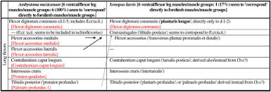 Comparative Anatomy Evolution And Homologies Of Tetrapod