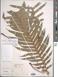 Image result for Blechnum attenuatum