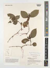 Image result for Polyspatha hirsuta