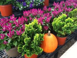 Celosia Intenz Easy To Care For No Need To Deadhead Blooms All Summer And Well Into Fall Decorative Planters Garden Pots Fall Flowers