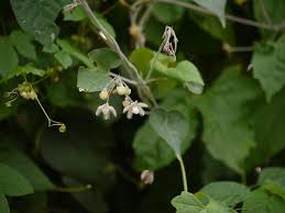 Image result for Pergularia daemia