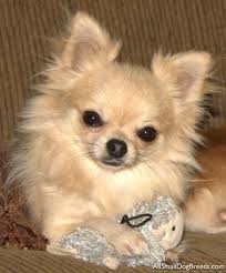 Small Dog Breeds Odakota Chihuahua Long Coat Small Dogs Dog Breeds Chihuahua Chihuahua Dogs