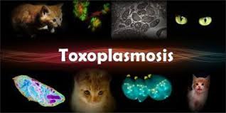 Toxoplasma Veteriner Hekimleri Hucre Ici Bir Parazit Veterinerler Memeliler Kedi