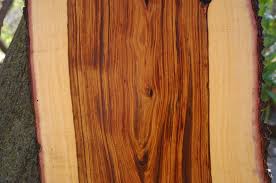 Image result for Spirostachys