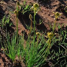 Image result for Bulbine capitata