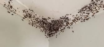 Prepare for cockroach control service, either professional or diy, by following these twelve steps. Fleas Clean Green Pest Control Northern Beaches