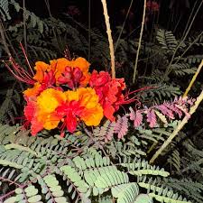 Image result for Caesalpinia rubra