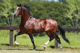 Cavalo Mangalarga Marchador: Características e Cuidados Incríveis