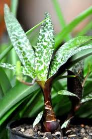 Image result for Ledebouria luteola