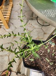 Image result for Justicia engleriana