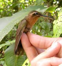 Conhecendo Os Animais Aves Apodiformes E Galbuliformes Glaucius Dohrnni