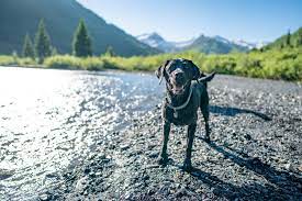 Atlas Pet Company - Home Facebook