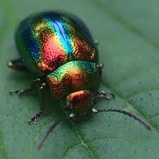 Image result for Blotiella natalensis