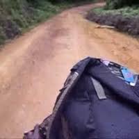 Image result for Stolzia cupuligera