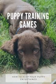 6 Fun Puppy Training Games To Do At Home Puppy Training Puppy Socialization Puppy Play