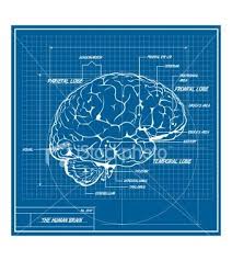 Brain Blue Print Graphic Design Print Blue Print Blueprint Drawing