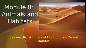 Camps packrat playhouse programs earth day poetry contest. Sonoran Desert Worksheets Teaching Resources Tpt