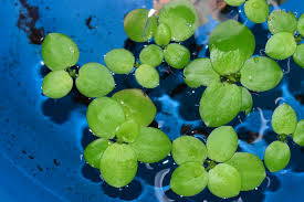 Image result for Limnobium laevigatum