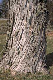 We did not find results for: What Should I Replace My Silver Maple With