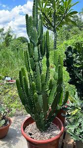 Image result for Euphorbia candelabrum