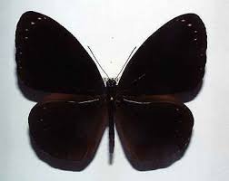 Image result for Eulophia leachii