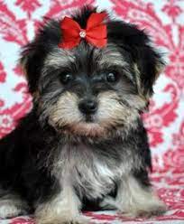 100 Affenpinscher Ideas Affenpinscher Affenpinscher Dog Affenpinscher Puppy