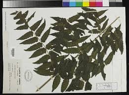 Image result for Blotiella currorii