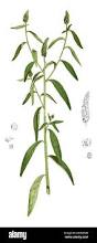 Image result for Sphenoclea zeylanica